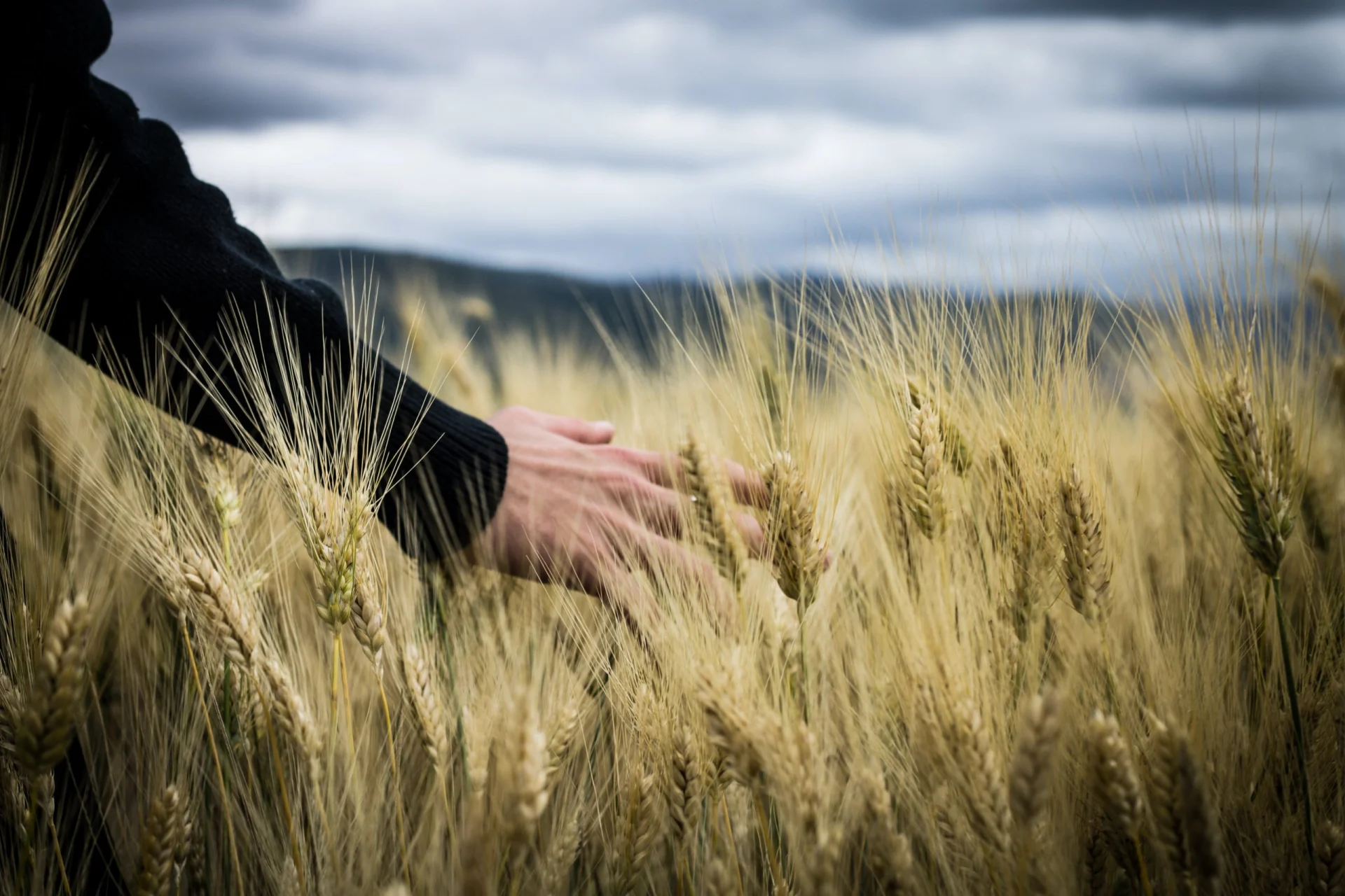 Šta je dovelo do globalnog porasta intolerancije na gluten i oboljelih od celijakije u posljednjih 30 godina?