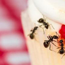 kako se riješiti mrava