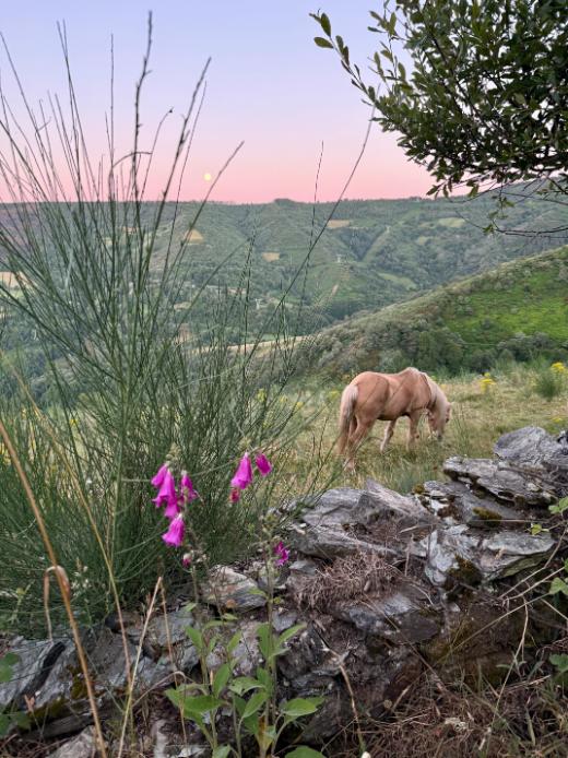 Camino de Santiago