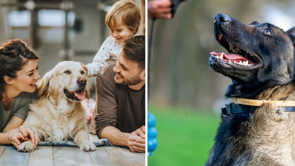 Dreser pasa otkrio koje 3 pasmine nisu za život s djecom: ‘Grizu ih’