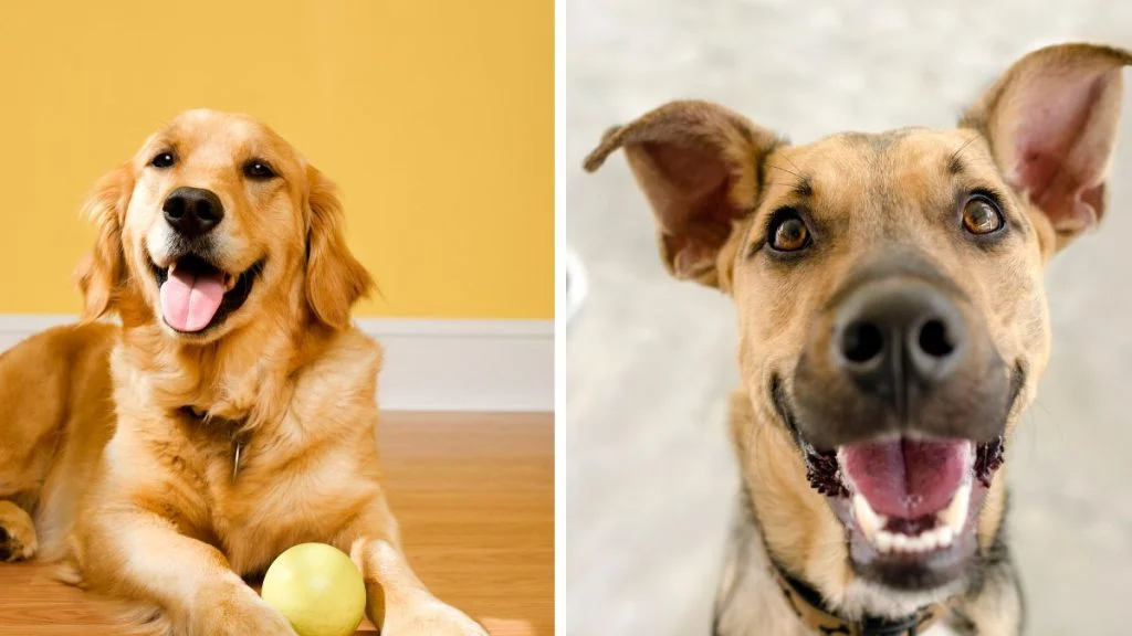 Pet savjeta uz koje će vaš pas biti sretan i zdrav
