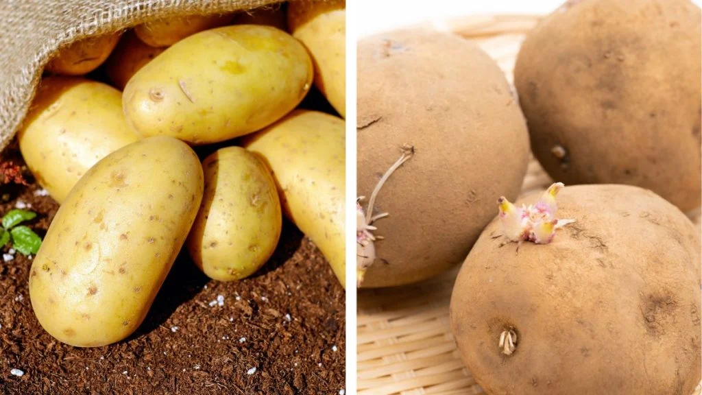 Uz ovaj trik krompiri će ostati svježi 3 mjeseca. Nema klijanja!