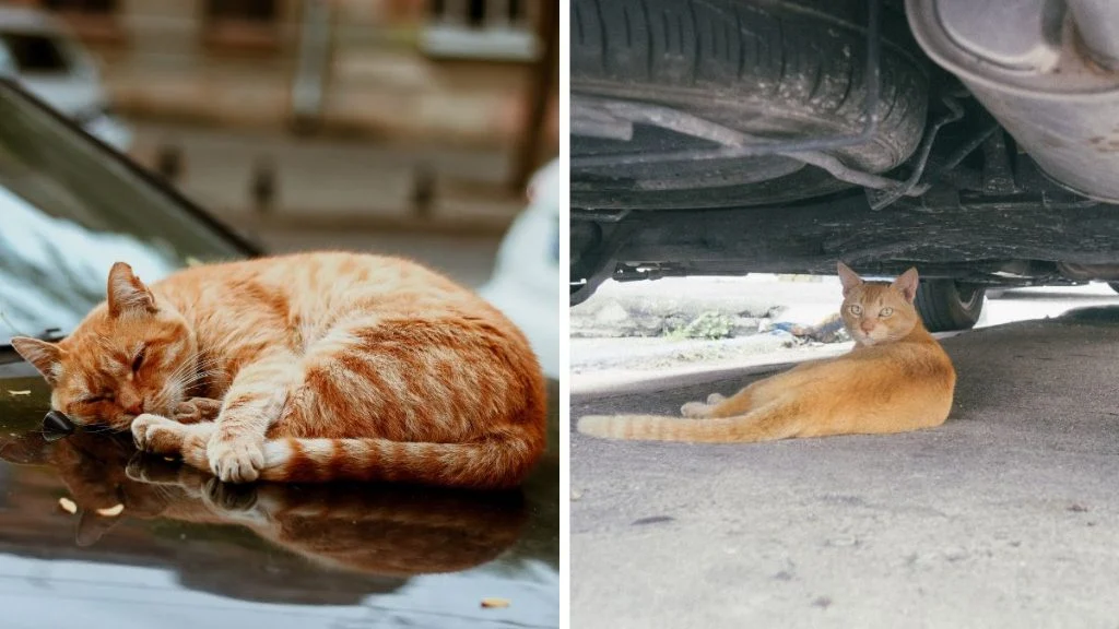 Vozači, oprez. Mačke se zavlače u automobile u potrazi za toplinom