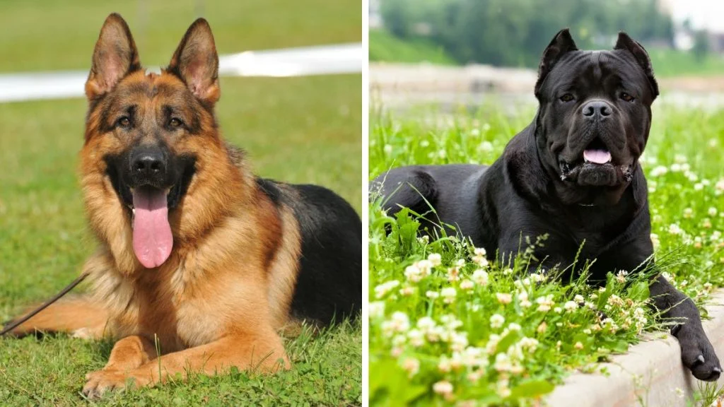 Veterinar otkrio 4 najbolje pasmine pasa za one koji žele sigurnost i zaštitu