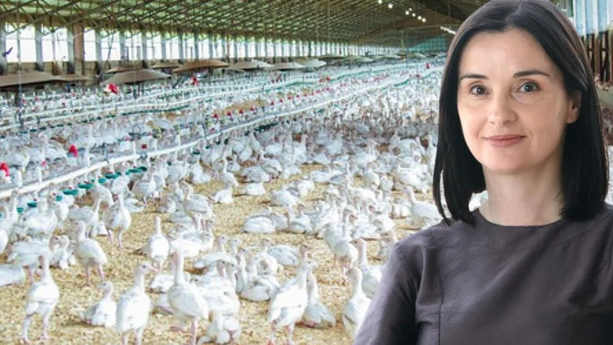 Dvije ukrajinske tvrtke i plan mega farmi, klaonica, tvornica: Koji pogoni imaju “zeleno svjetlo”, a koji još ne