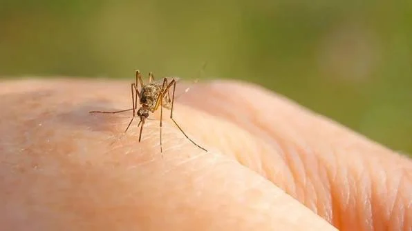 Komarci nisu samo dosadni: Šta trebamo znati o virusu Zapadnog Nila